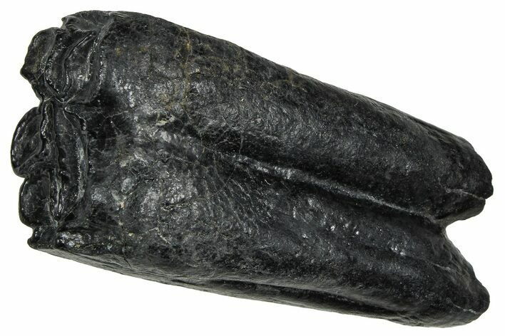 Pleistocene Aged Fossil Horse Tooth - South Carolina #374112